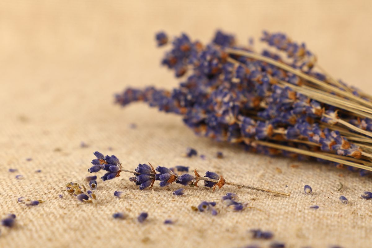 Perfumed walls with wood, lavender and rope