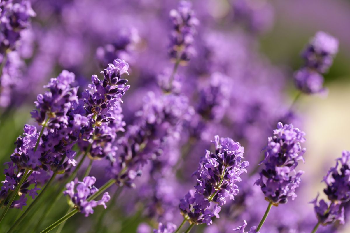 Mediterranean garden plants without irrigation