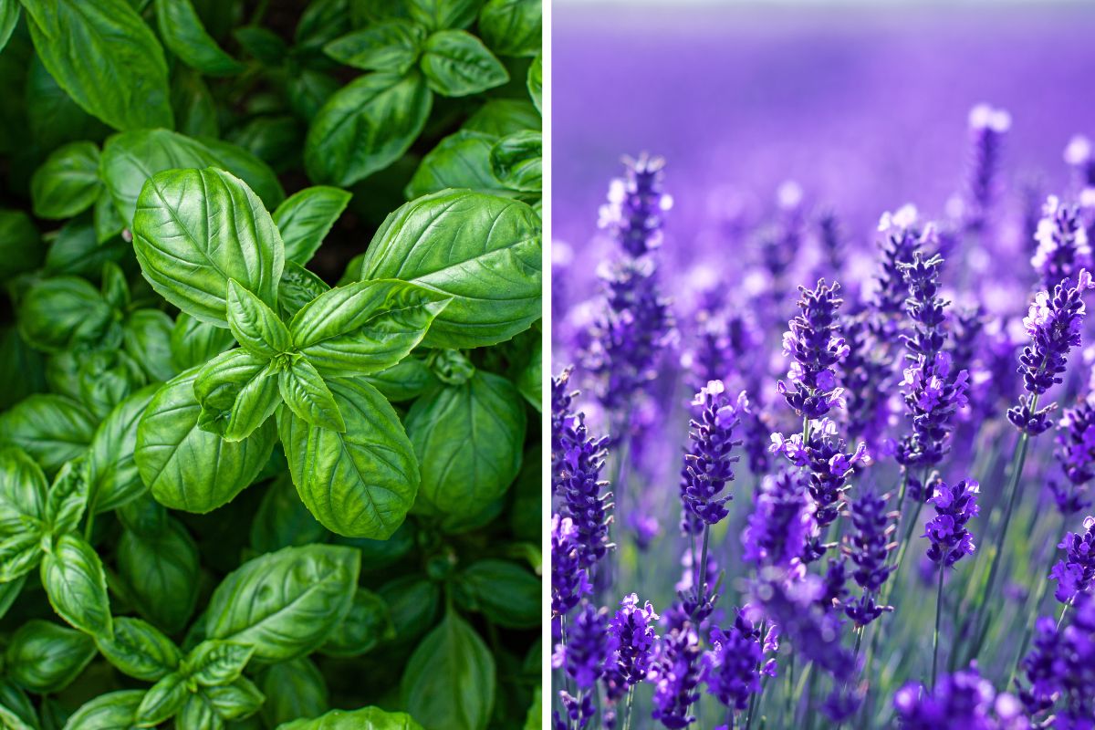 aromatic plants at the entrance