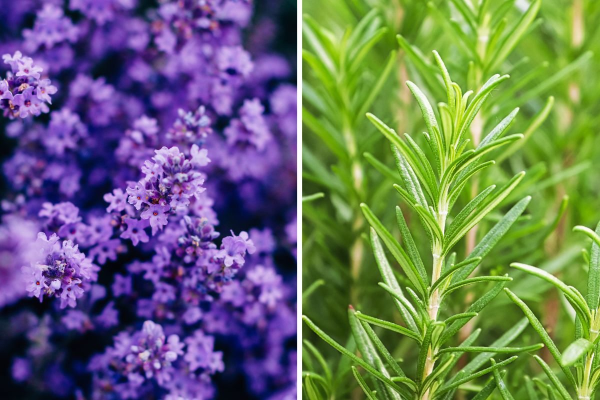 How to multiply lavender and rosemary