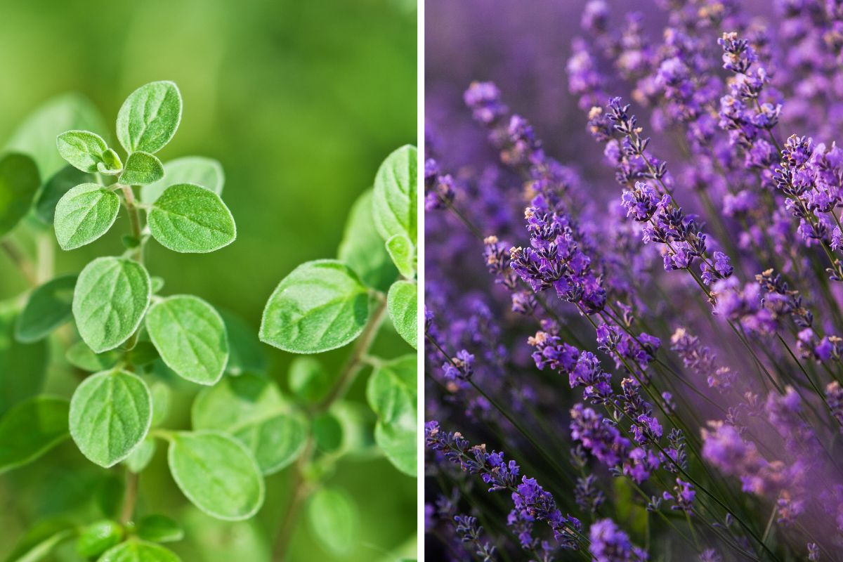 aromatic herbs that resist heat