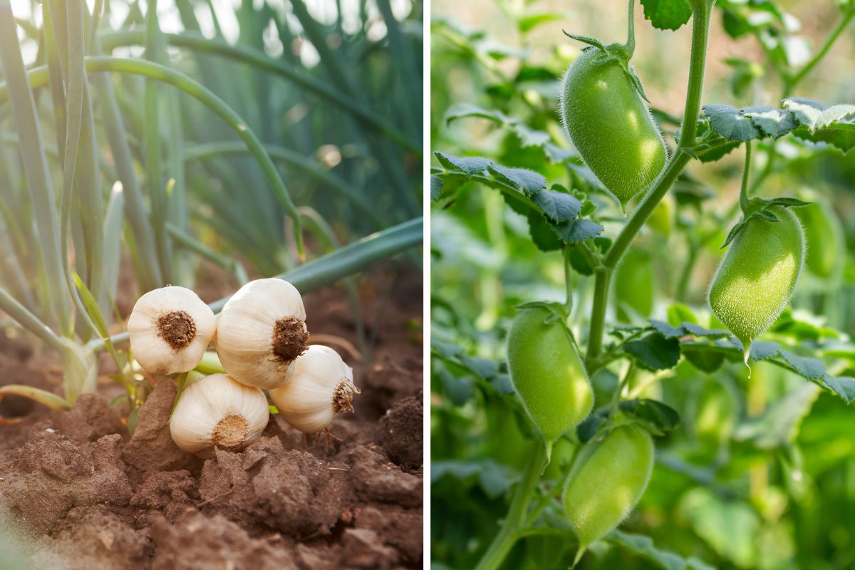 resistant vegetables with little water