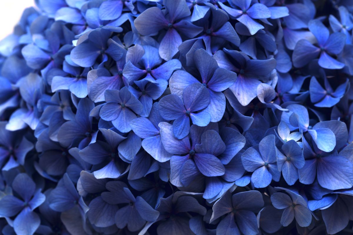 Intense blue hydrangea hydrangea wateher prescription recipe