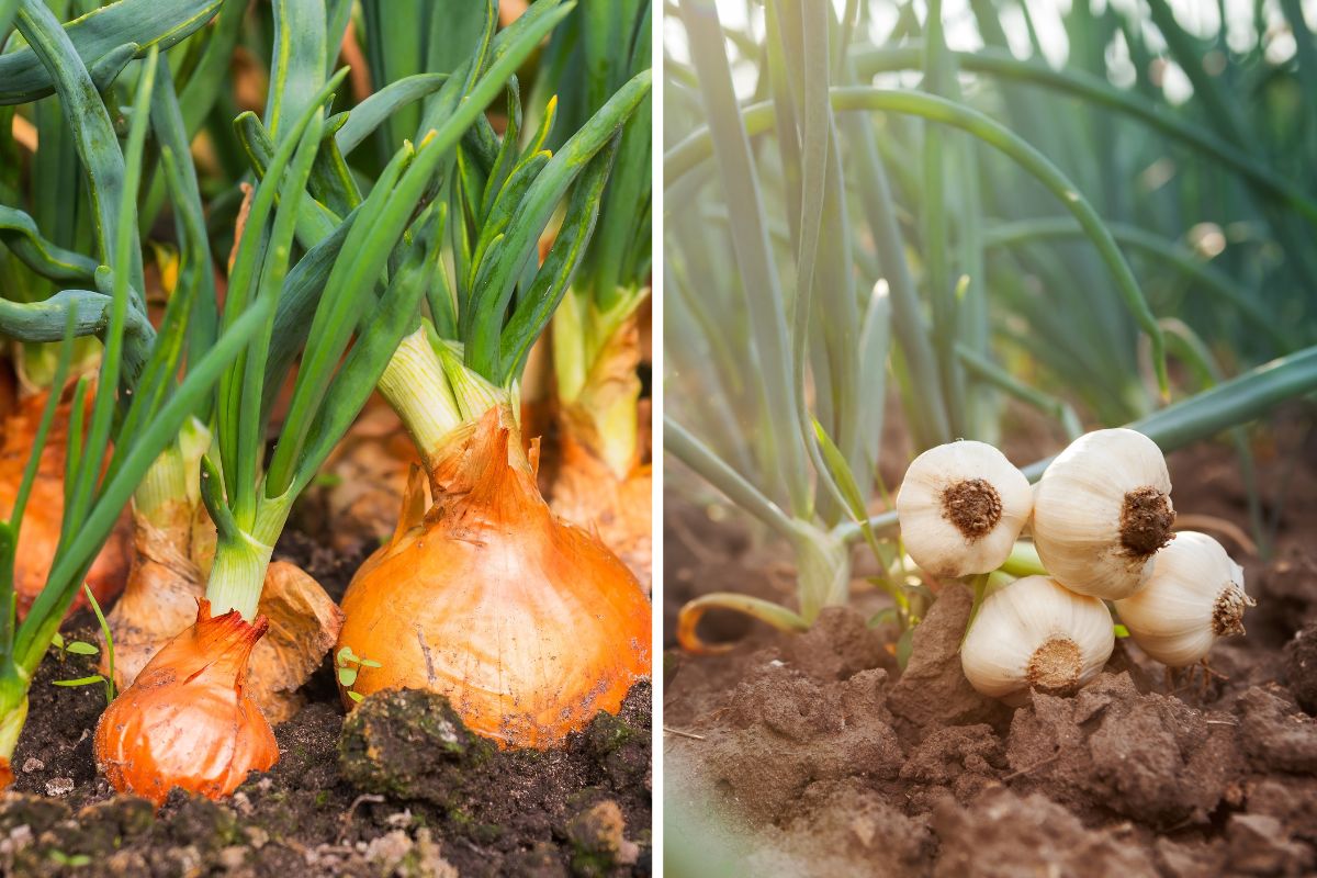 resistant vegetables with little water