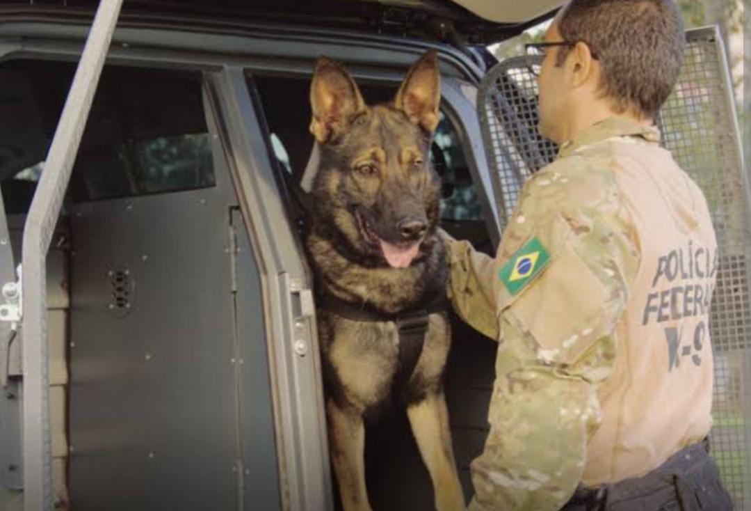 Acre receives special vehicles for transporting dogs from the Federal Police