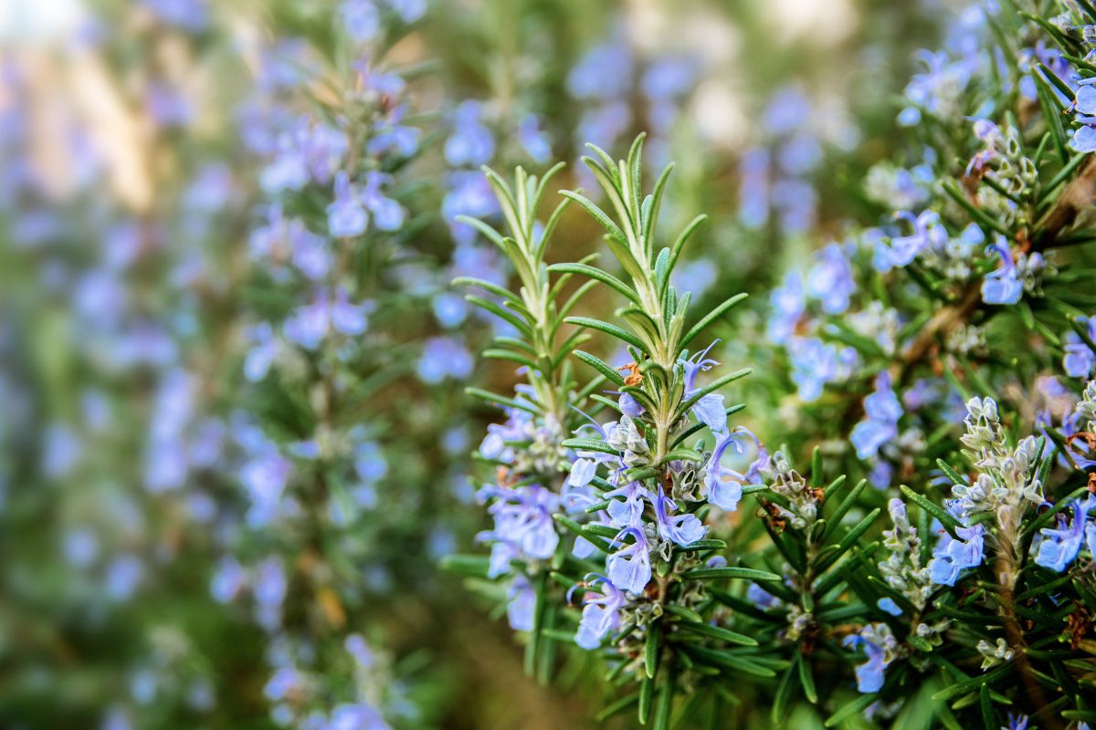 Mediterranean garden plants
