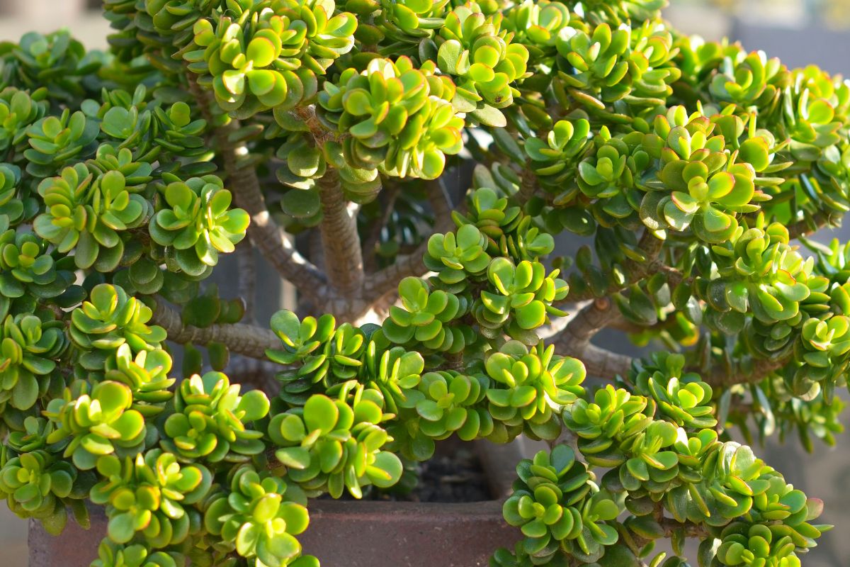 fatty plants that resist in the heat