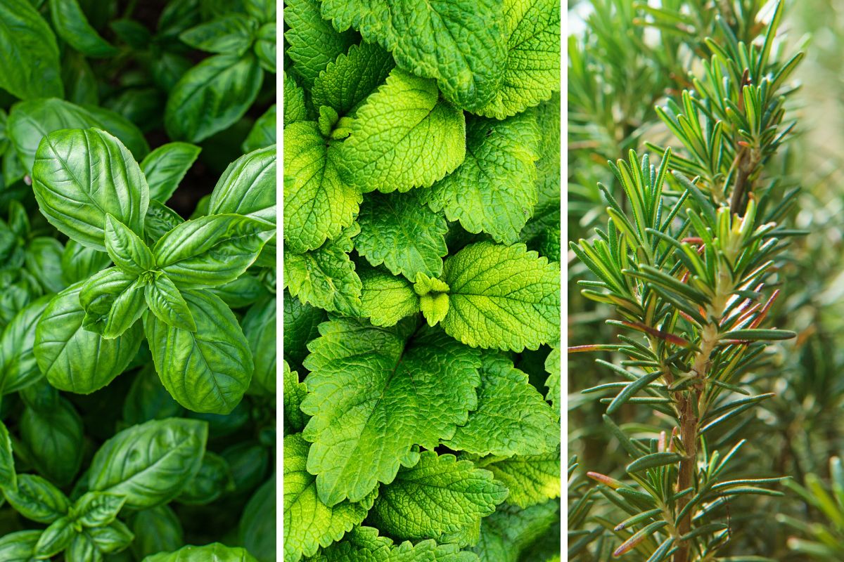 Herbs that remove insects