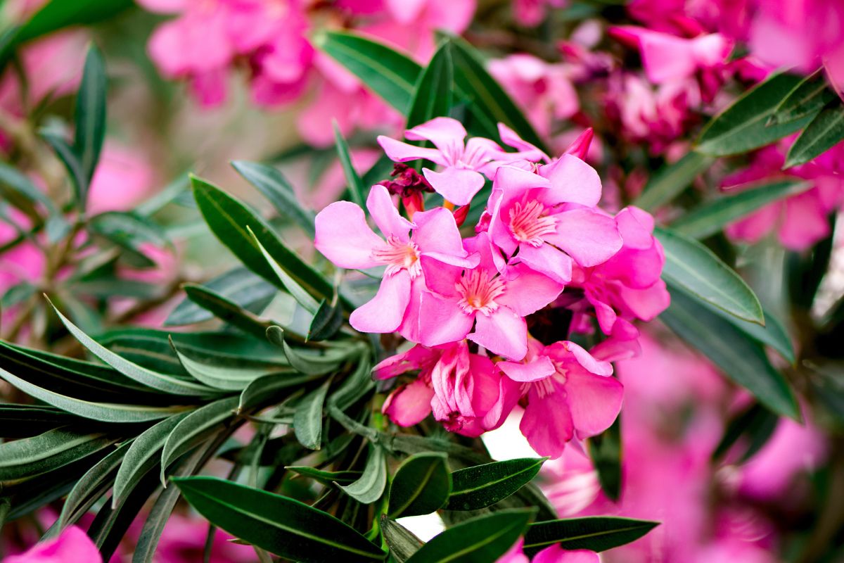 Variety of Mediterranean garden plants without irrigation