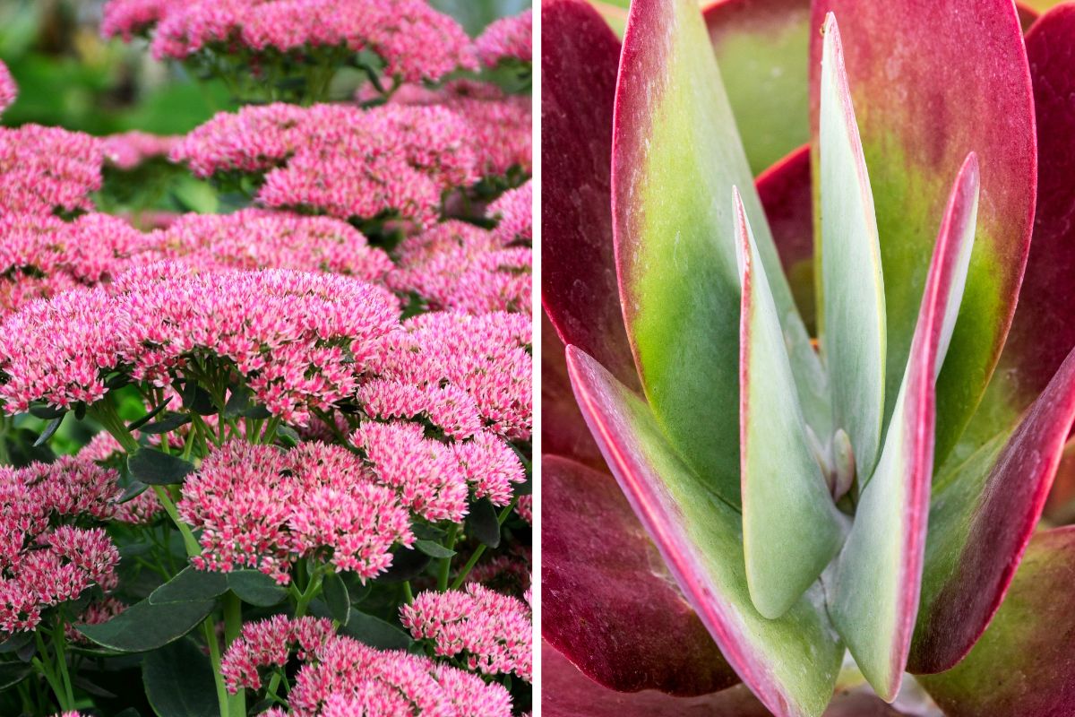 fatty plants in bloom in July