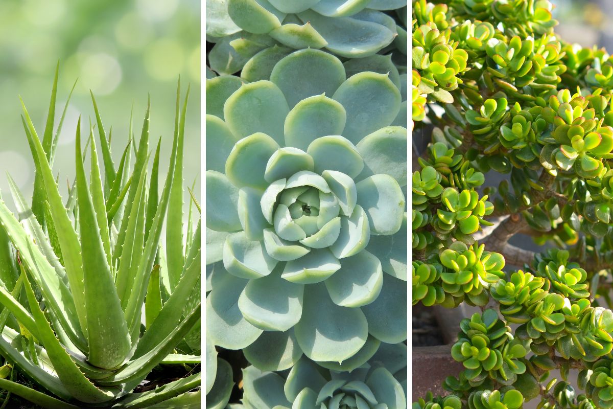 warm -resistant fatty plants