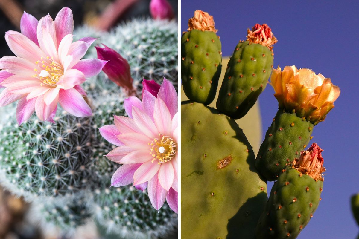 fatty plants that bloom in July