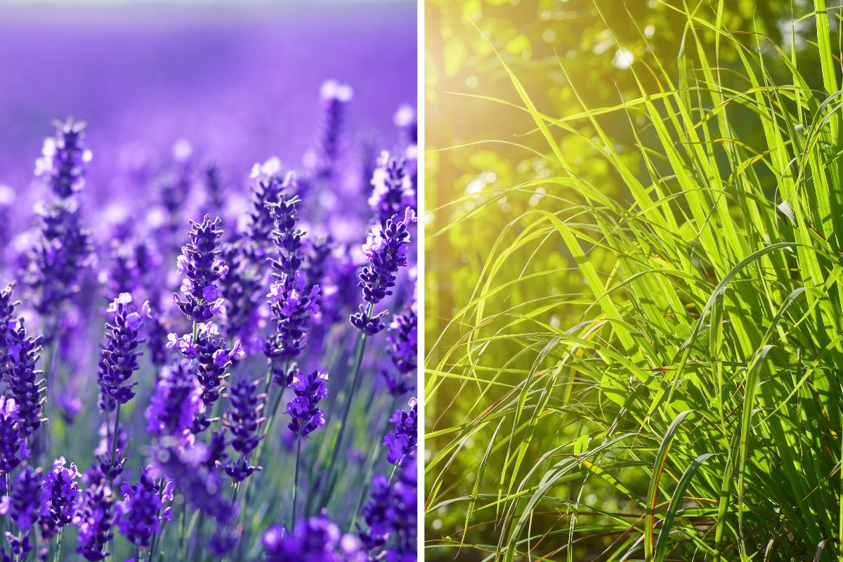 mix of herbs that remove the insects