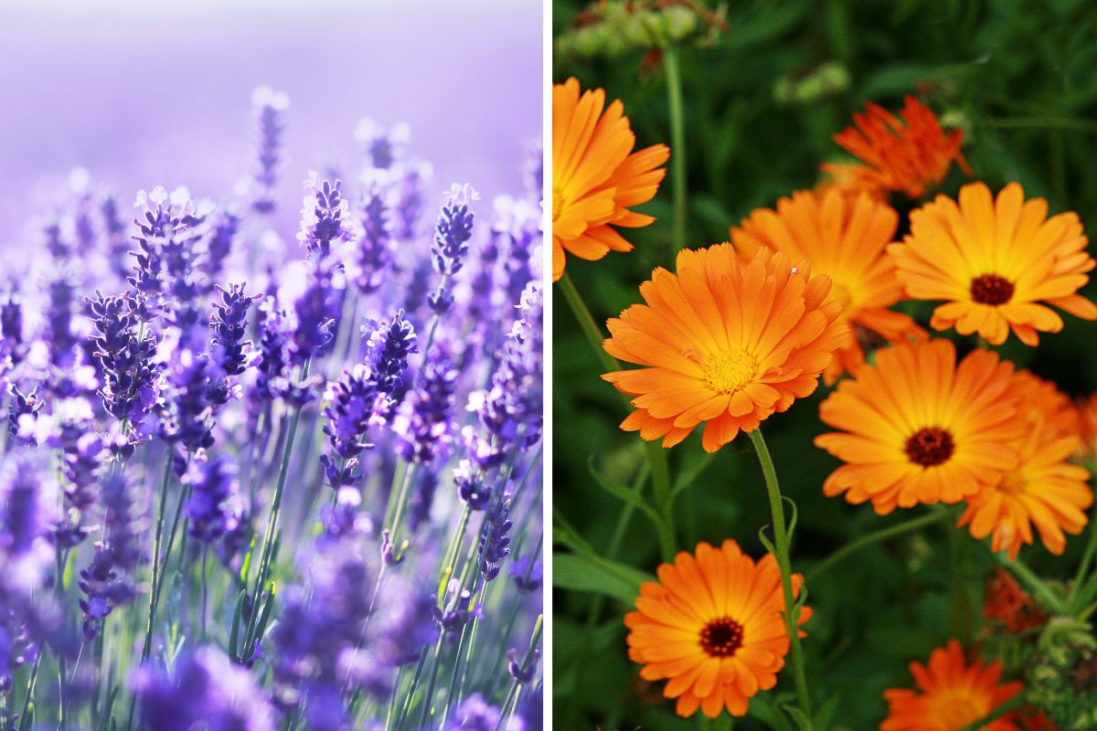 Summer garden plants without mosquitoes