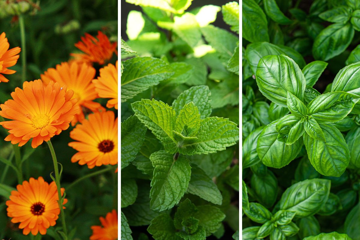 Summer garden plants without mosquitoes