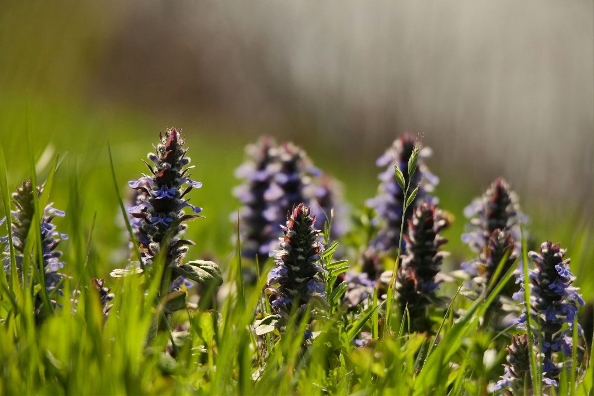 5 upholstery plants