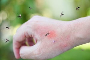 Fed up with mosquitoes? Tell them goodbye to something you already have in the kitchen and would stop the trash