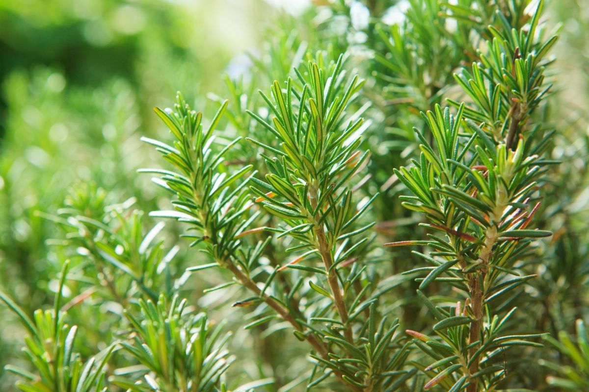 aromatic herbs for the balcony