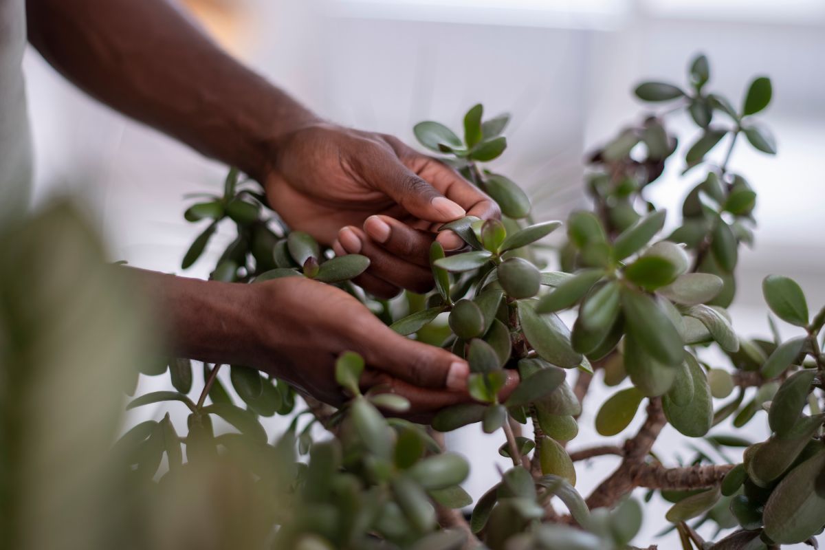 Jade tree on the balcony