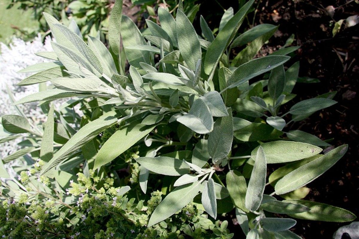 Sage always scented: the irrigation error to be avoided in mid -summer