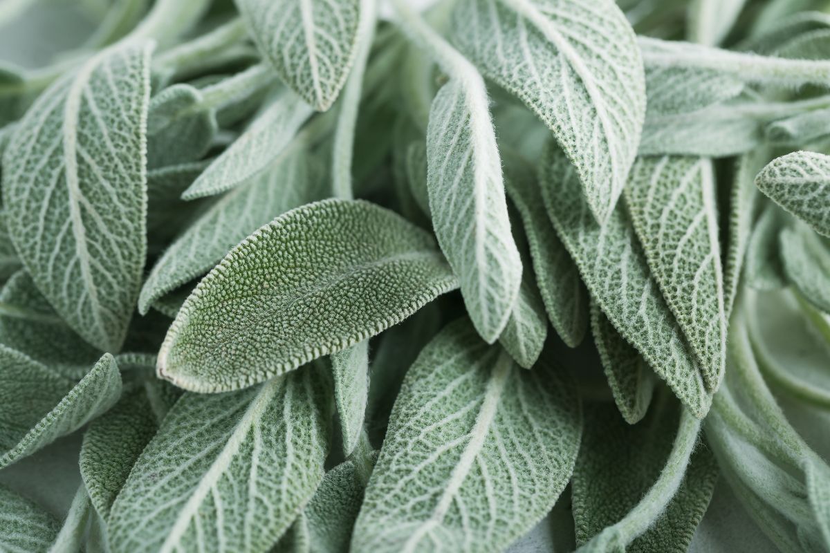 Sage always perfumed