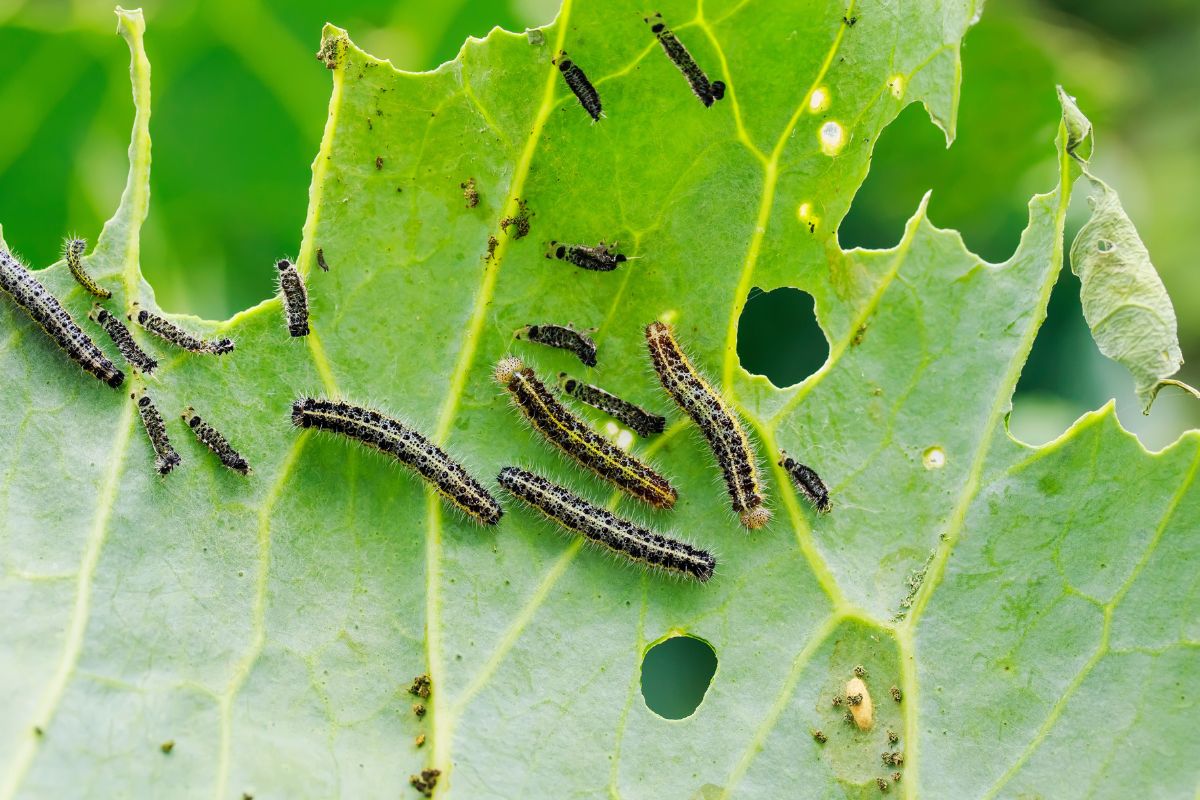 spray with garlic and pepper against the caterpillars on the leaves