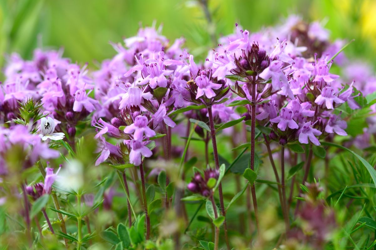 5 upholstery plants that keep the ground fresh and stop the weeds