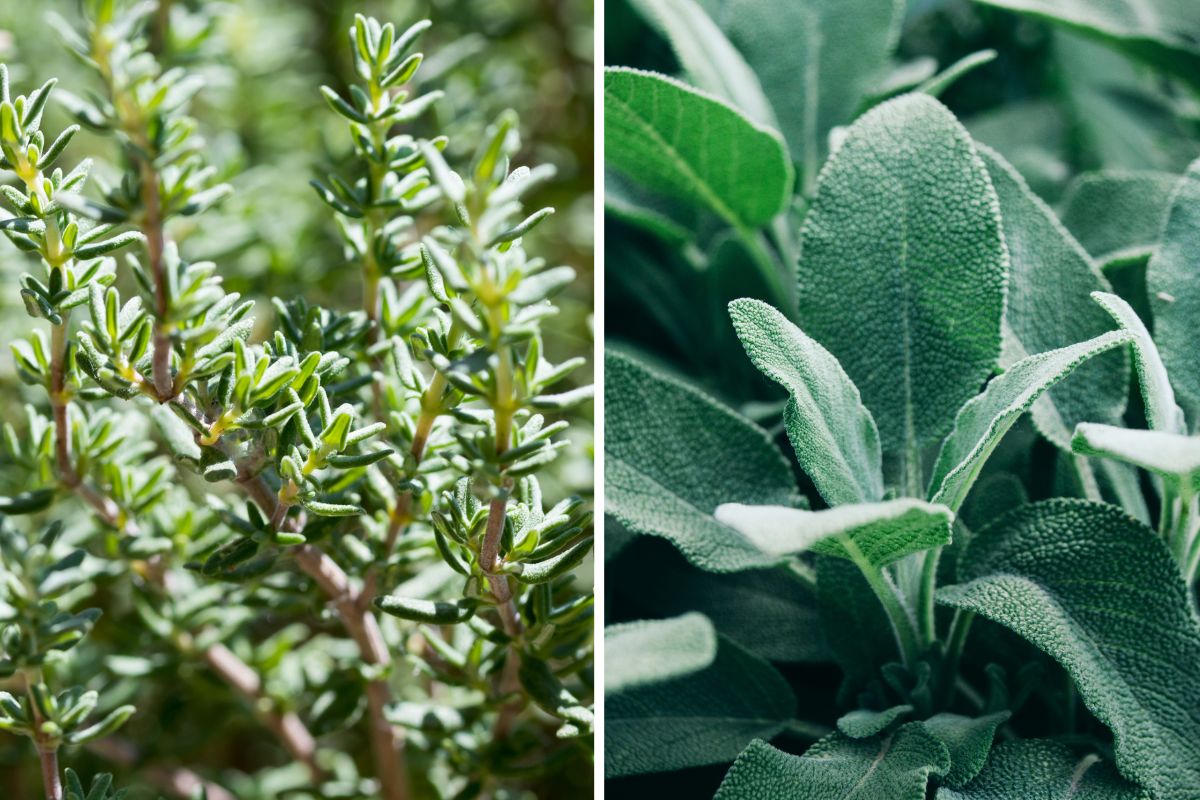 aromatic herbs that resist heat