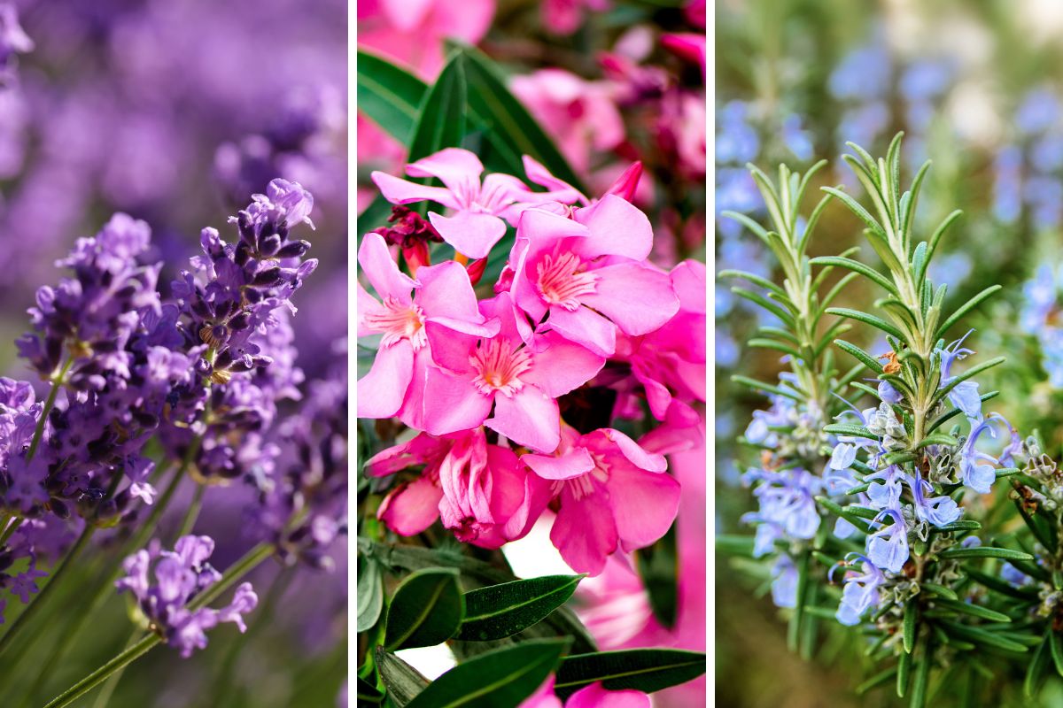 Mediterranean garden plants without irrigation