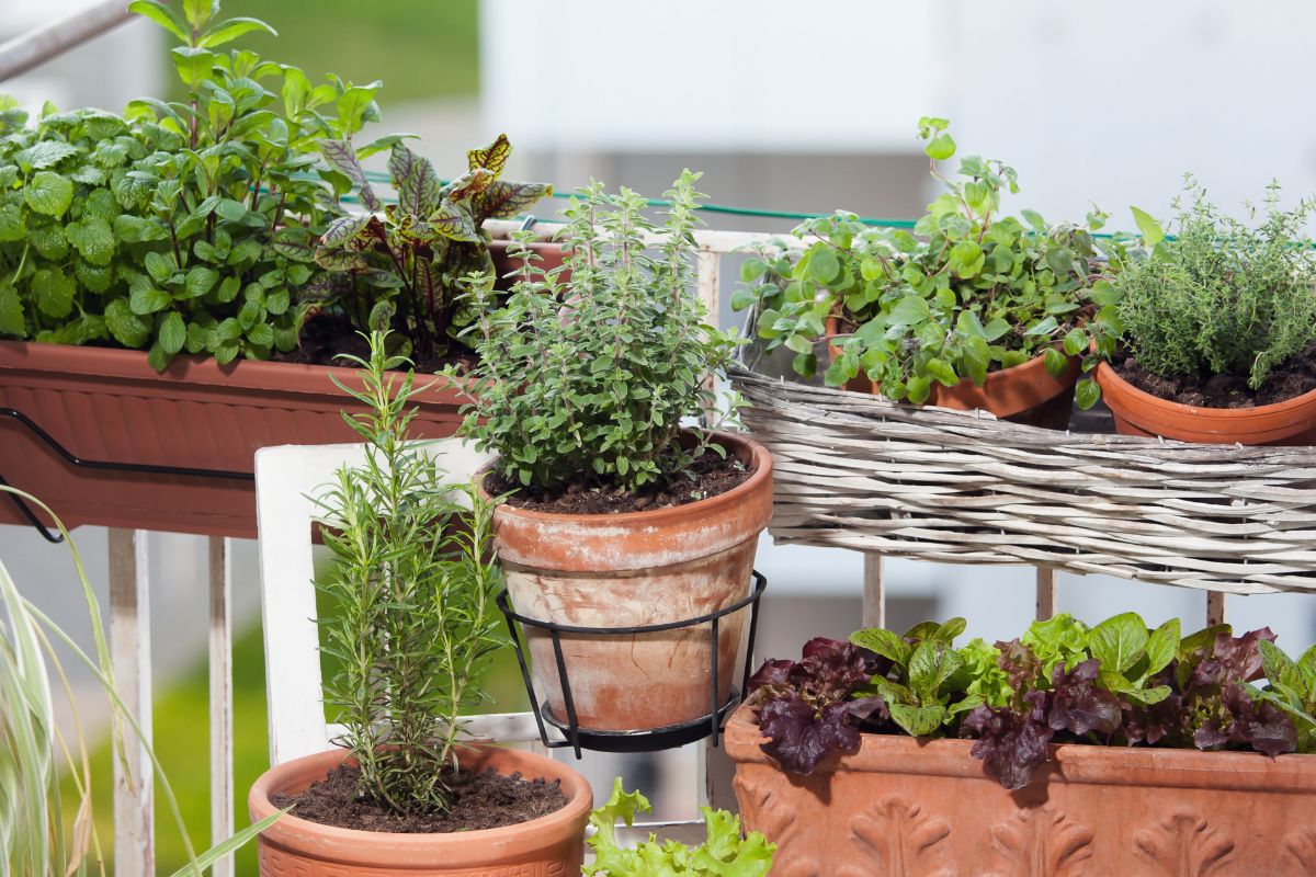Suspended summer vessels with fragrant and resistant plants