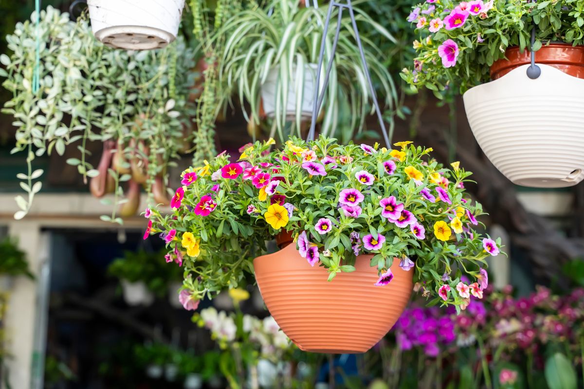 Suspended summer vessels with fragrant plants