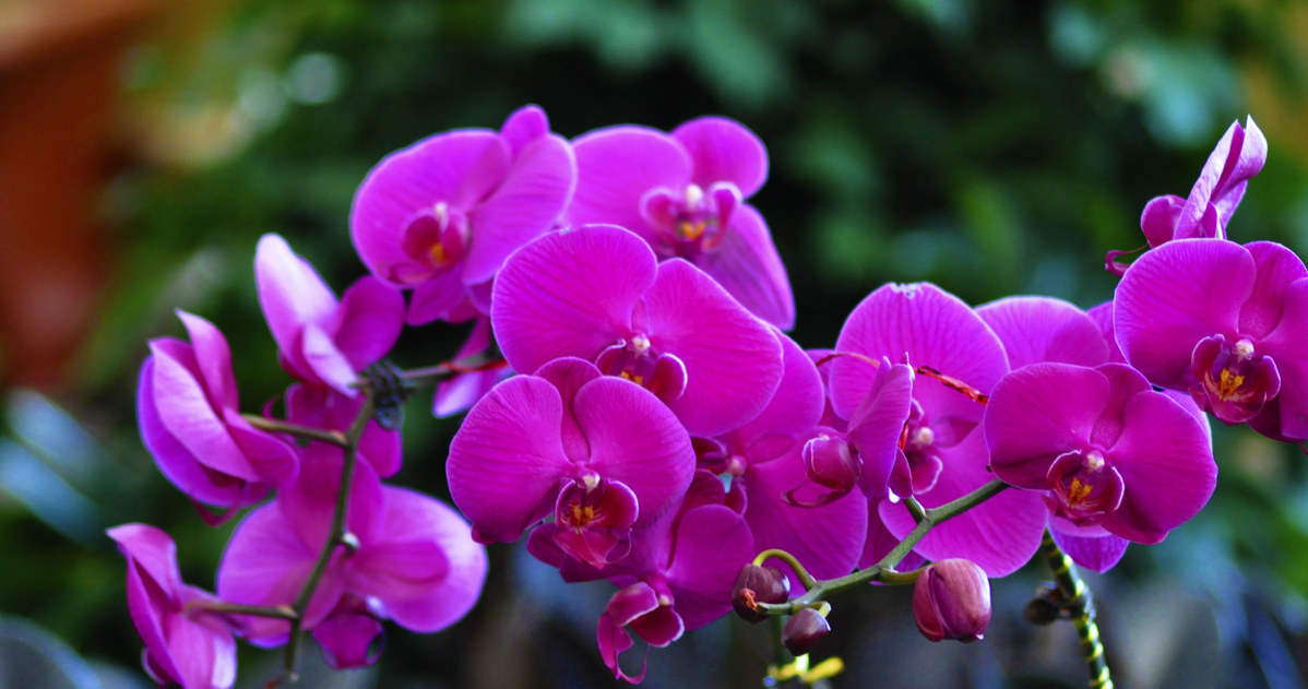 The optimal moment to cut the orchid is just after its flowering, i.e. at rest, before the plant begins to release new buds. /123RF/PICSEL