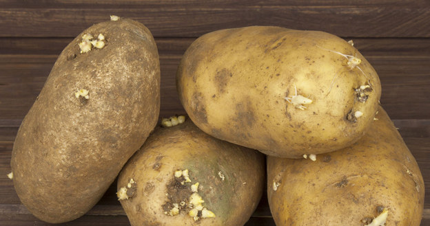 Potato conditioner will strengthen the roses and make them bloom to the first frost /123RF /PICSEL