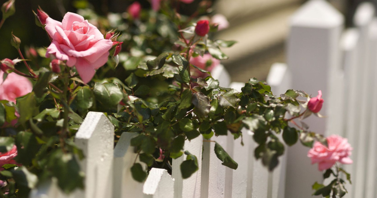 The infected plant loses the leaves, blooms much less, and young cuttings can completely die. /123RF/PICSEL