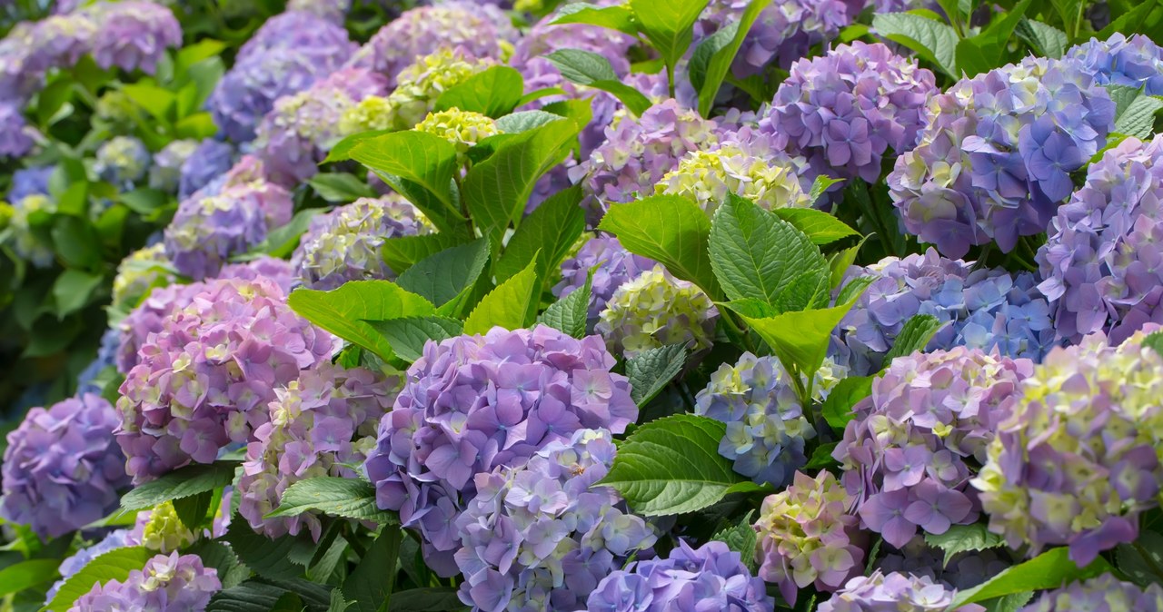 Hydrangeas can be reproduced from June to August /123RF /PICSEL