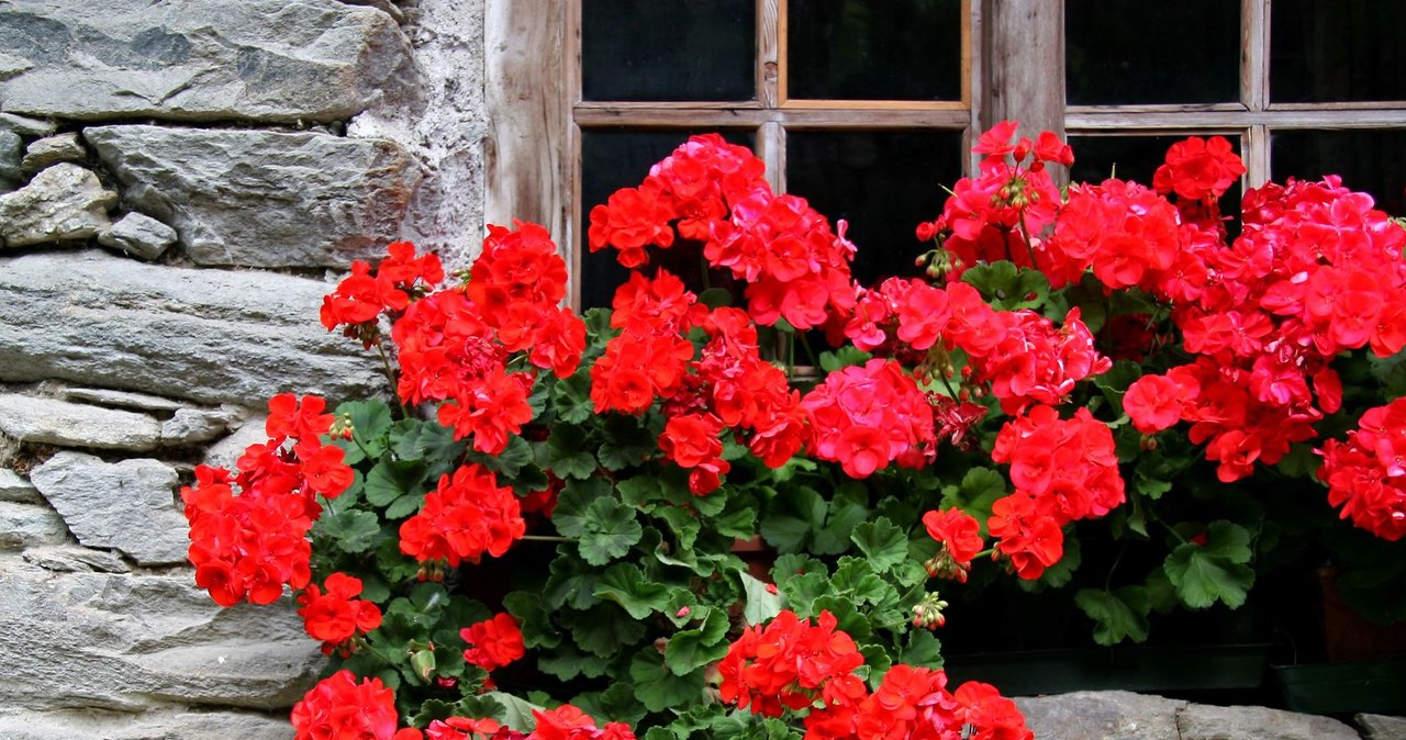 Geraniums can change the color of the leaves due to phosphorus deficiency