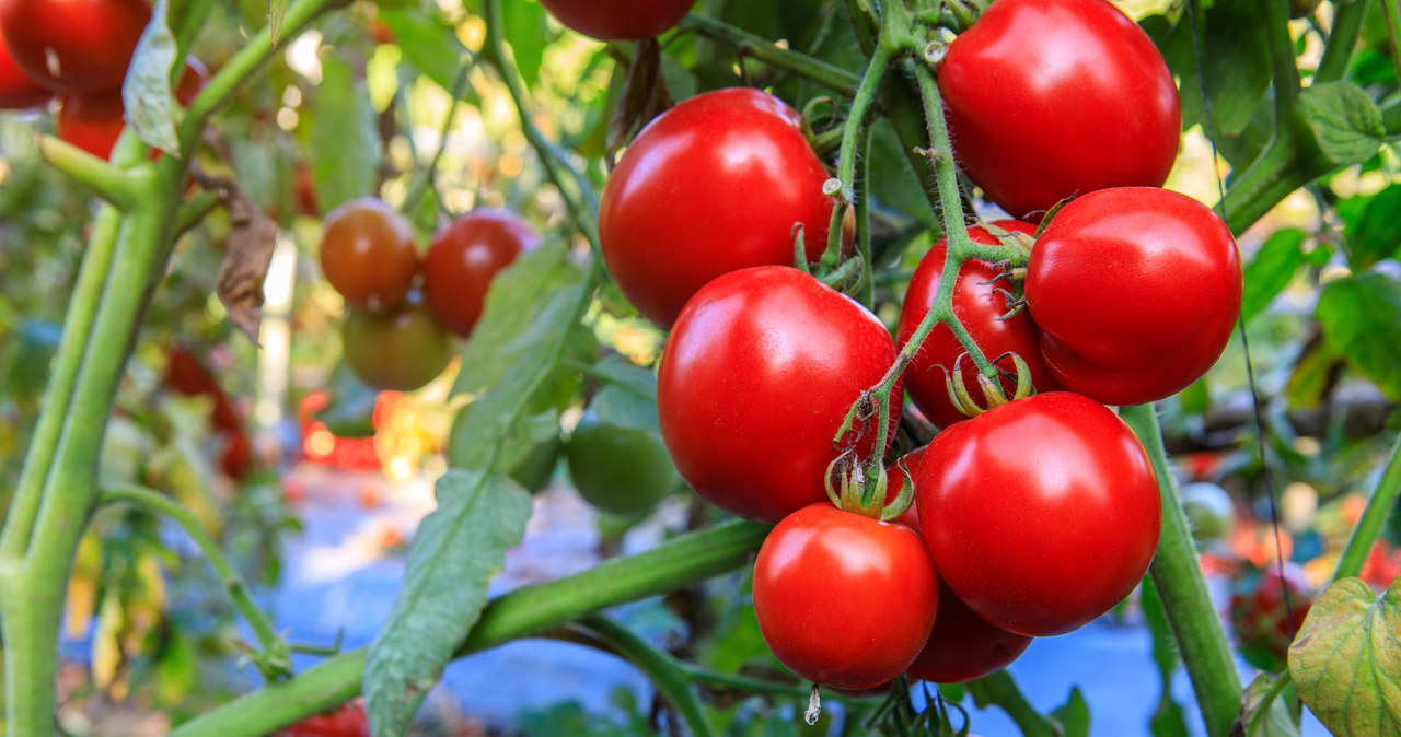 We can make homemade tomato spraying with milk and yeast