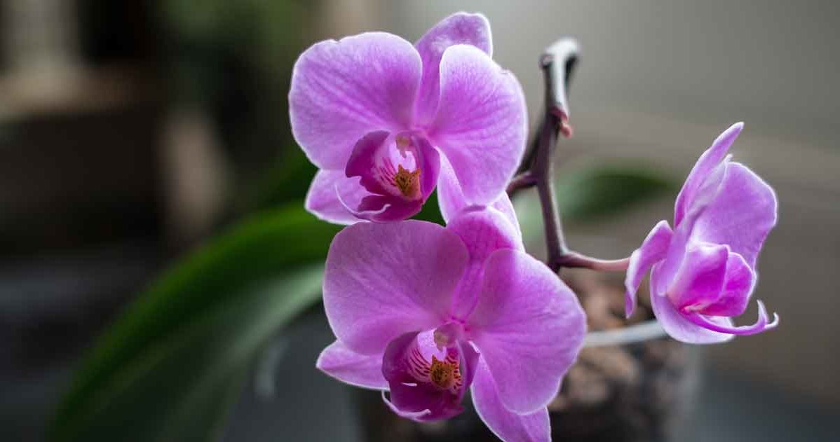 Orchids can be amused as a result of fungal diseases /123RF /PICSEL