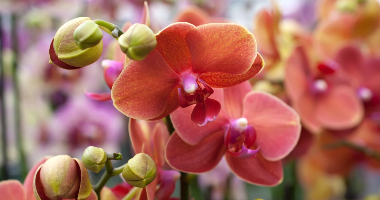 Cut the orchid exactly here. You will see new flowers quickly