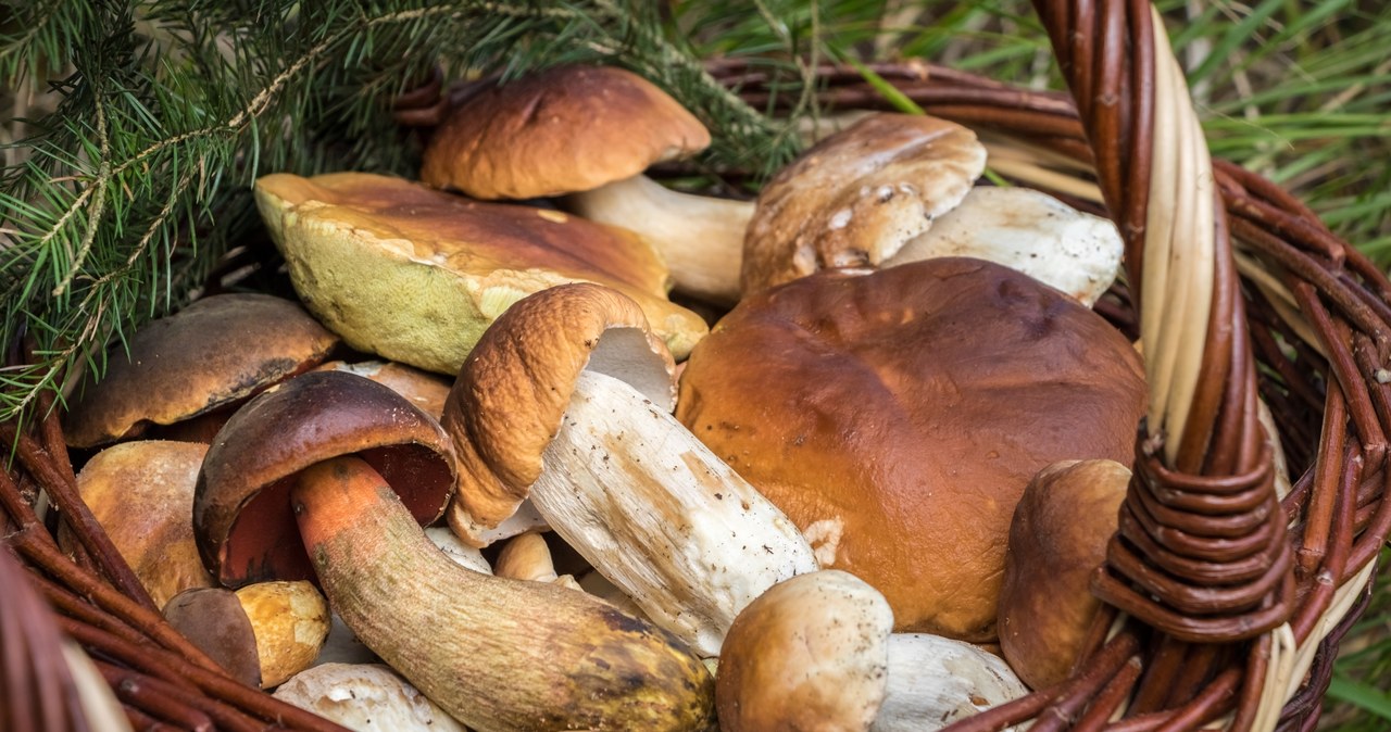 In the vicinity of Łódź it also took mushrooms. There are the most in these forests