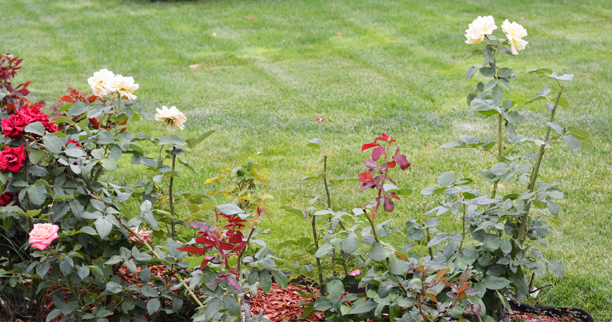By taking care of the appropriate cultivation conditions, you can effectively reduce the risk of rust of roses in your garden. /123RF/PICSEL