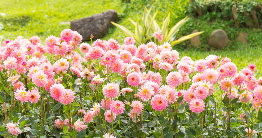 Dalia likes sunny positions