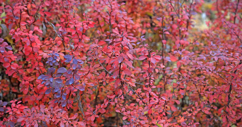 To make the barberry smoke beautifully, it is worth cutting it /123RF /PICSEL