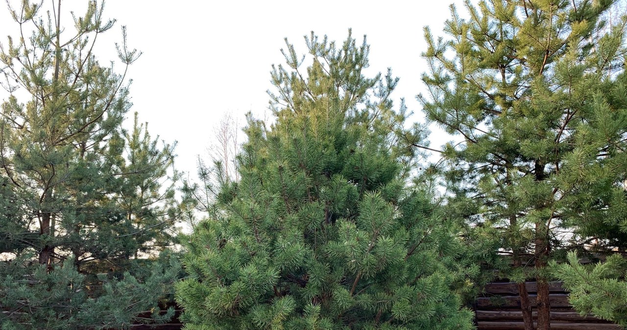 Spruce can be problematic for other plants in the garden /123RF /PICSEL