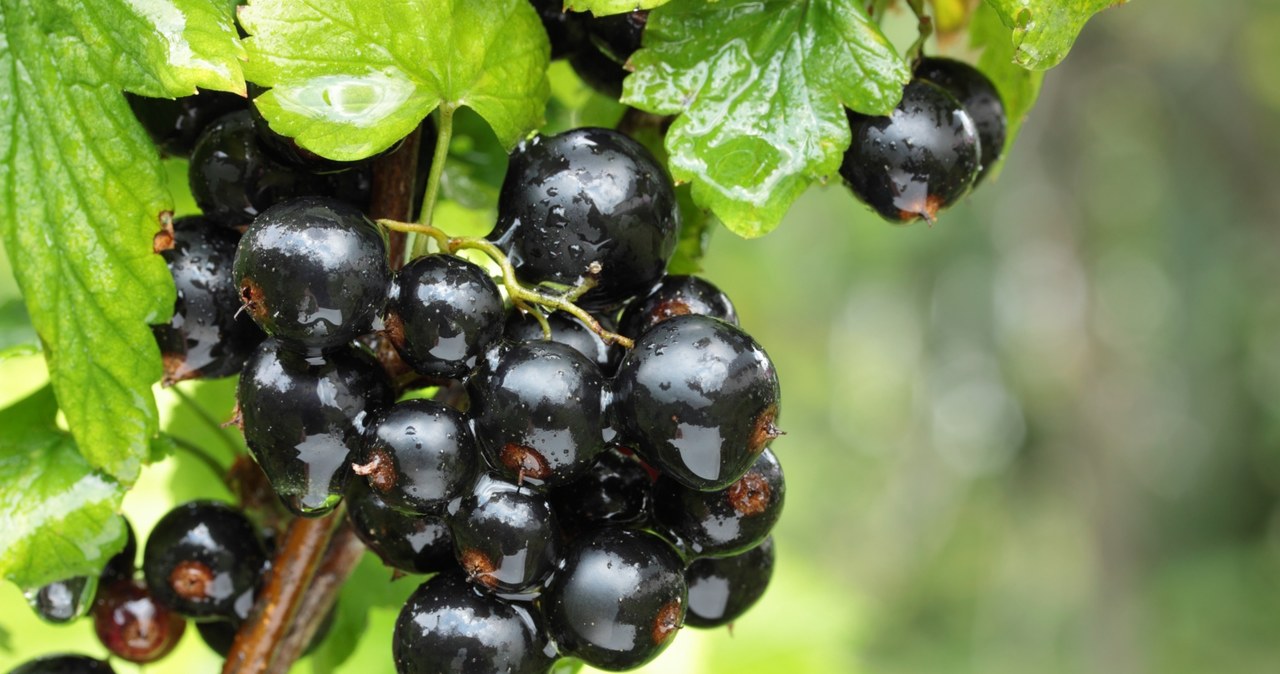 Black currant is a real vitamin bomb, which in particular is distinguished by an extremely high content of vitamin C. /123RF /PICSEL