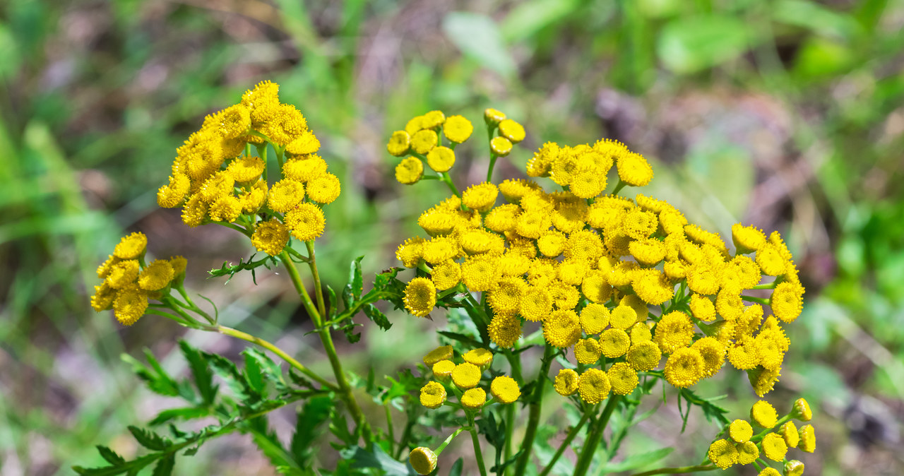 In troops is a natural remedy for ticks. Through its intense, camphoric fragrance, it scares insects and arachnids. /123RF/PICSEL