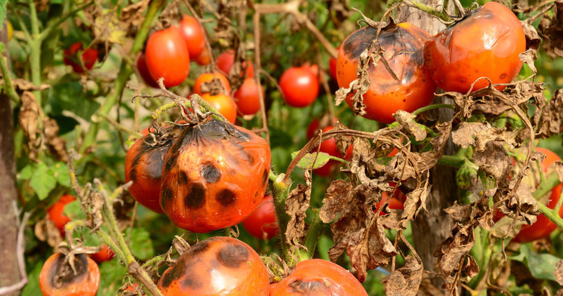 Potato plague on tomatoes is a lot of trouble /123RF /123RF /PICSEL