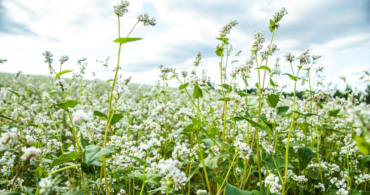 Buckwheat is an ideal plant for uplifts