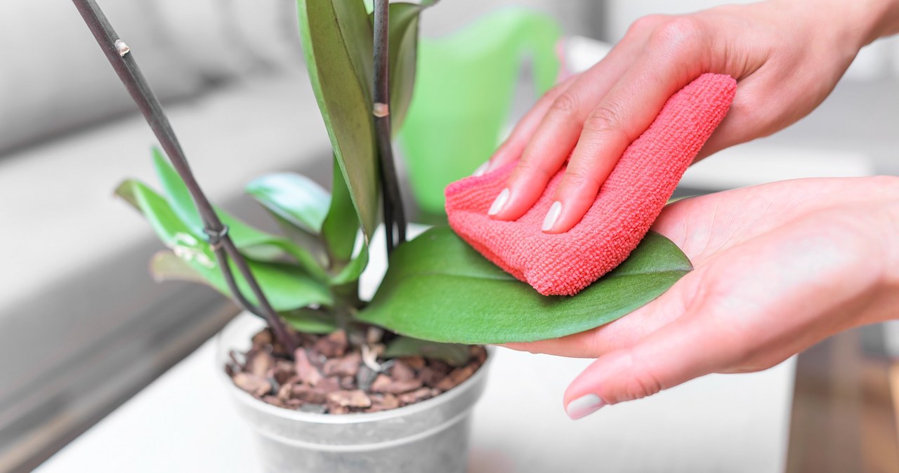 If home methods are not enough on the wool, it is worth reaching for ready plant protection products. /123RF/PICSEL