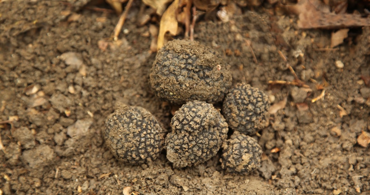 Truffles grow about 20 cm underground, so it's hard to find them. /123RF/PICSEL